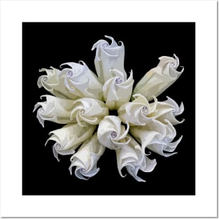 Datura Moonflower Posters and Art